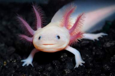 axolotl-animal-reader-ru-002